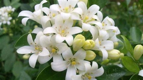 夜來香 植物|夜来香（夹竹桃科夜来香属植物）